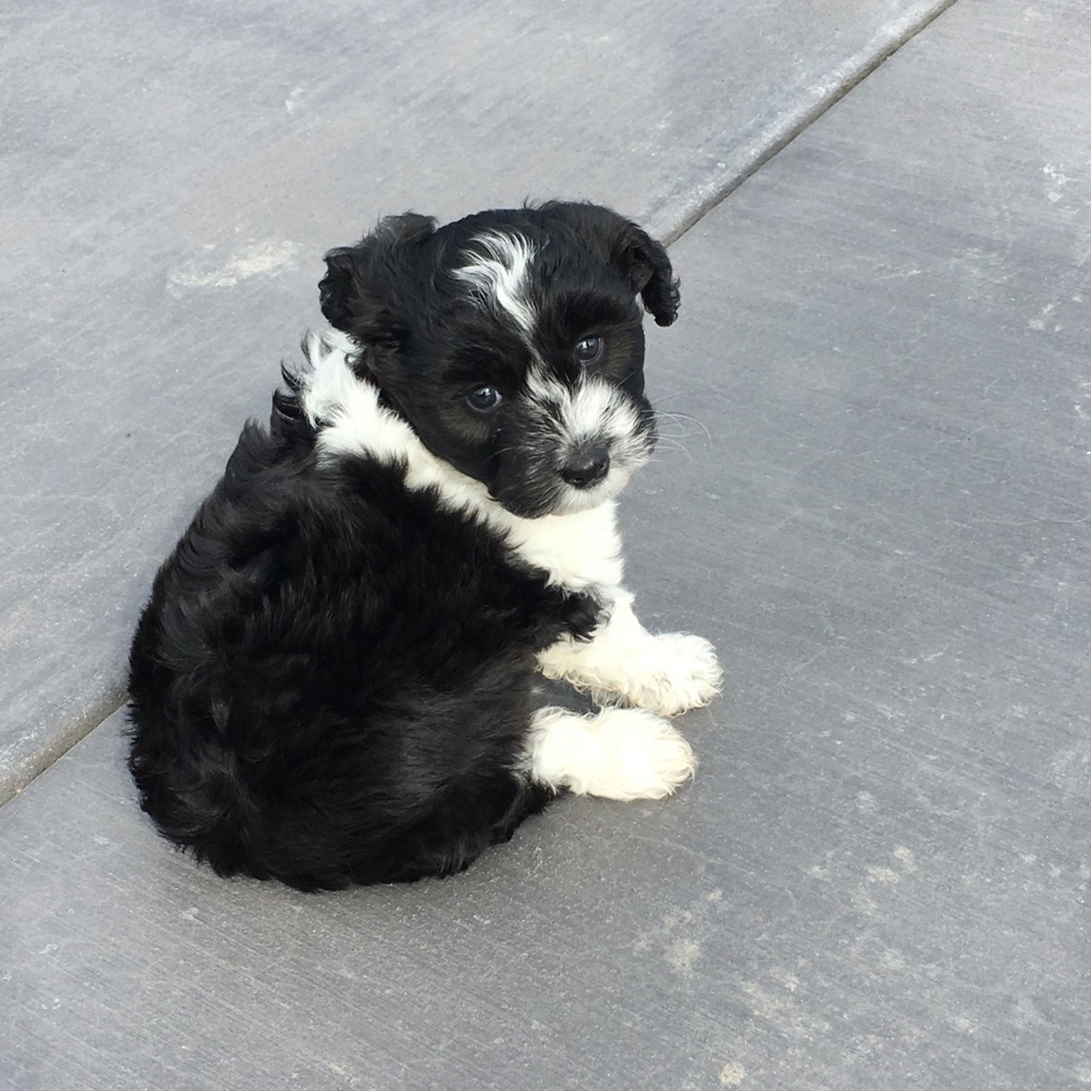 Meet your Posher, Marlee